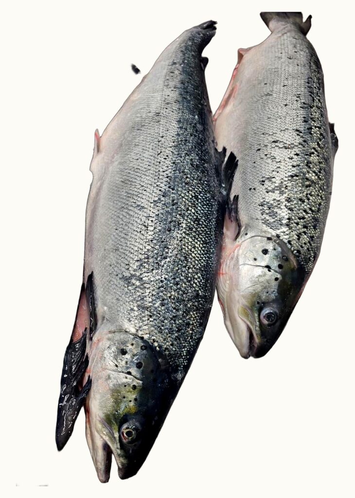 Frozen whole Atlantic salmon HOG, Icelandic, block sea-frozen - Lima Seafood
